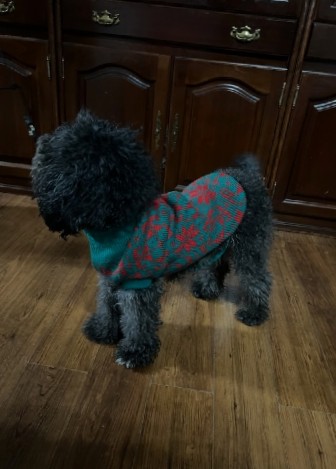 Poodle – 3 y.o. miniature poodle $500 Huntsville, AL