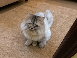 Persian (Traditional) – Persian Cat for Sale – Friendly Male Cat – Bengaluru
