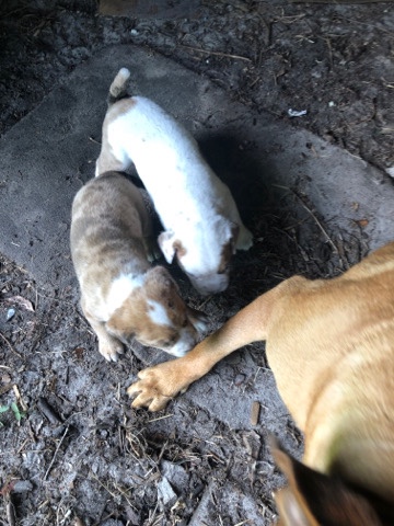 Boxer – cute puppy