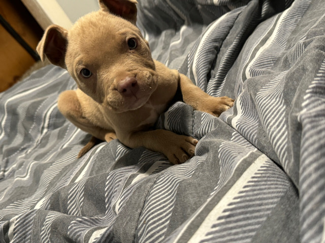 American Pit Bull Terrier – pit