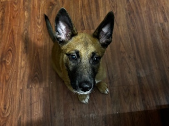 German Shepherd – Amir, a German Shepherd/Husky Mix!! – San Antonio