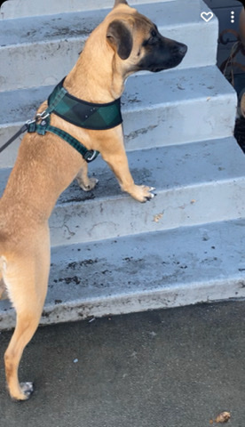 German Shepherd – German shepherd mixed with boxer