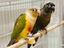 Conure – GREEN CHEEK AND PINEAPPLE CONURES – Rotherham
