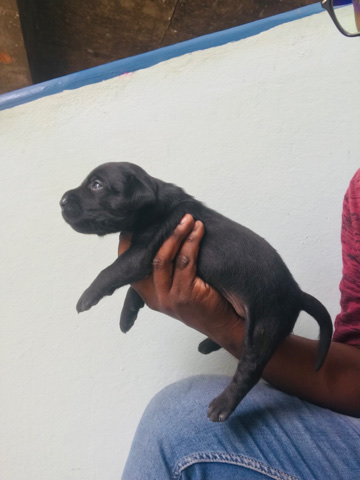 Labrador Retriever – lab puppy black colour heavy bone good quality