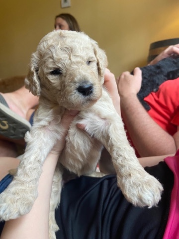 Poodle – Golden Doodle F1B***