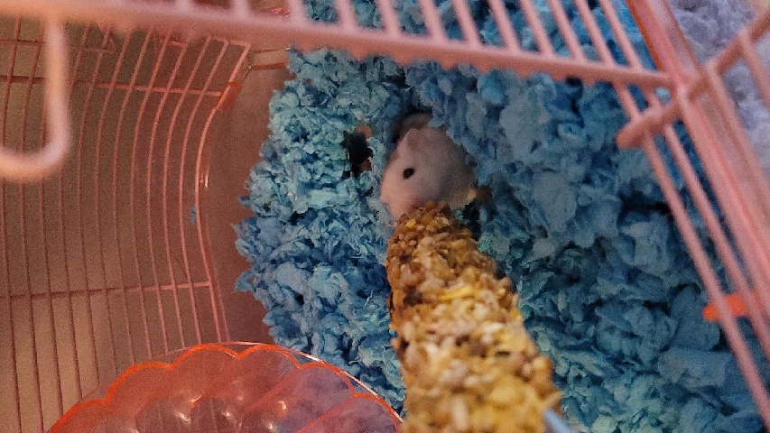 Any – Hamster with cages and accessories