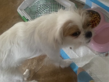 shorkie girl for sell – Wayne