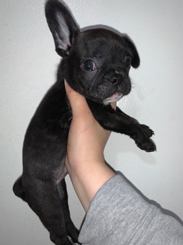 French Bulldog – Frenchie Has No shots