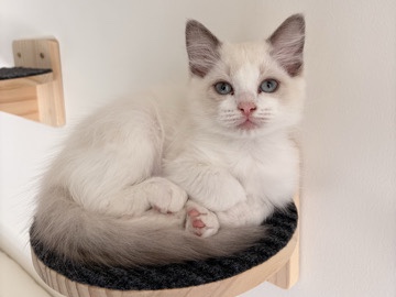 Ragdoll – Adorable Ragdol Kitten Looking for Forever Home – Surrey