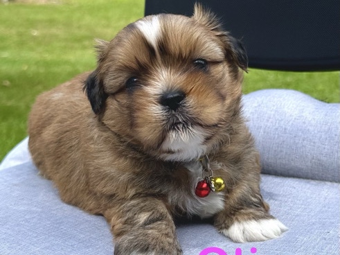 Shih Tzu - Maltese Shih Tzu Puppies  available for adoption in Brisbane