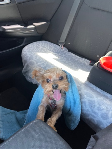 Yorkshire Terrier – 4yo Tea Cup Yorkshire Terrior