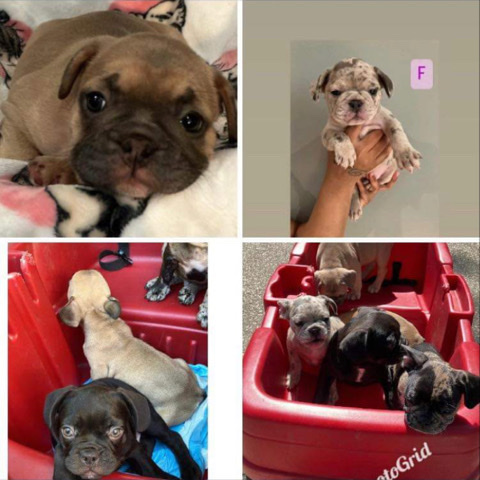French Bulldog – AKC Registered French Bull Dog Puppies