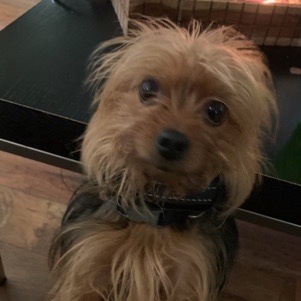 Yorkshire Terrier – Yorkie