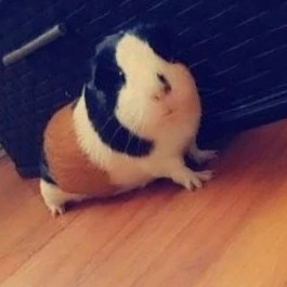 Looking for a good home