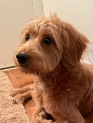 rehiring mini golden doodle