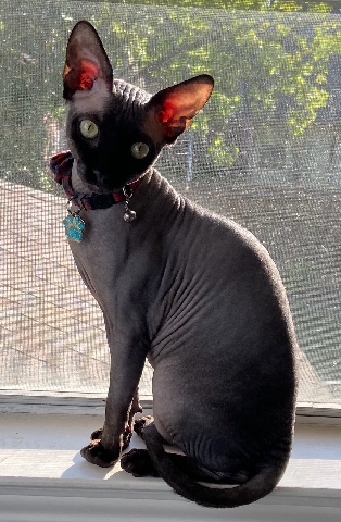 10 month old gray male sphynx cat