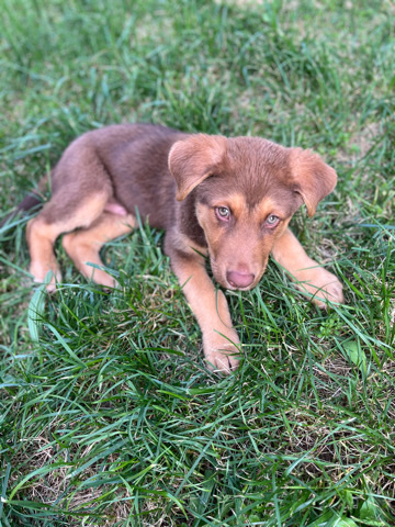 German Shepherd – 6 month old German shepherd mixed with Doberman
