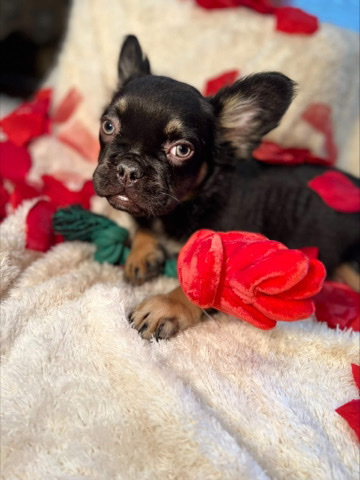 French Bulldog – male fluffy for sale