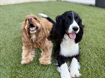 Meet Mia (Cocker Spaniel)& Gus (Cocker Springler)