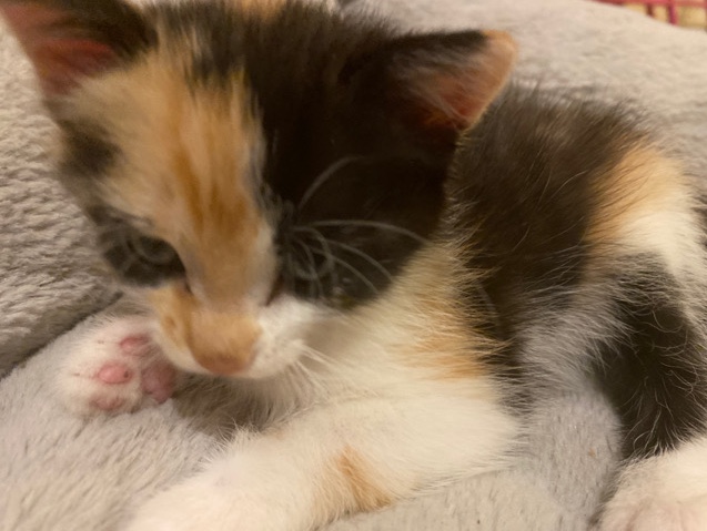 American Wirehair – cute and looking for a new home