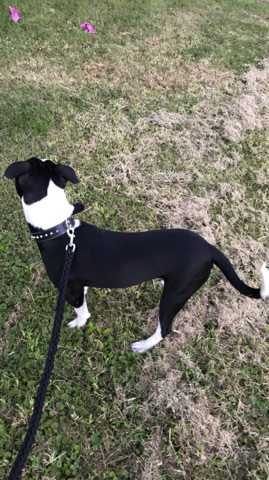 American Pit Bull Terrier – PitBull New Home Ready