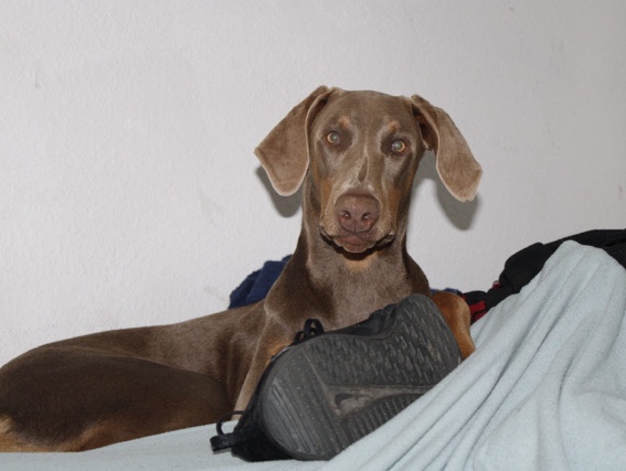 Doberman Pinscher - Doberman puppies available for adoption in Phoenix