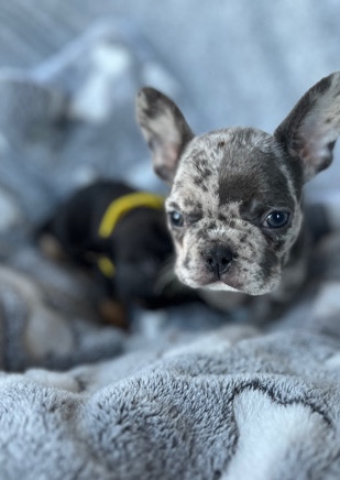 French Bulldog – Frenchie Merle / boy