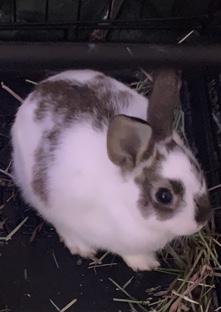 Mini Rex – baby Rex bunnys