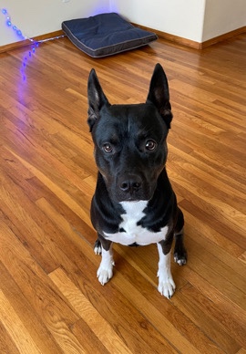American Pit Bull Terrier – need a loving family home