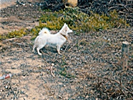 Pomeranian – Pomparian Female Dog