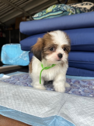 Shih Tzu – Shih tzu Pups