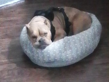 Bulldog – **Cookie** – Richmond