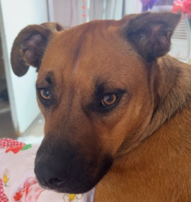 Boxer – coco – Smiths Grove