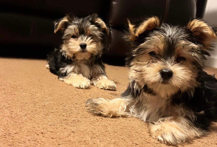 Yorkshire Terrier – Biewer Terrier
