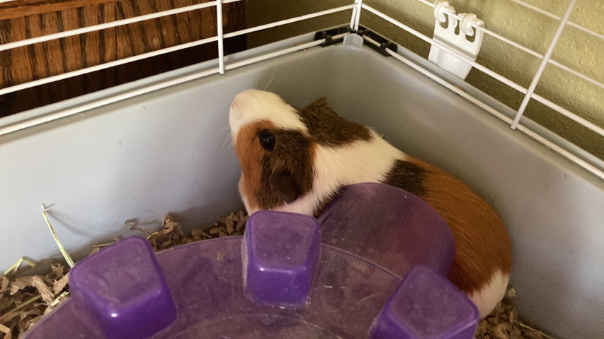 gini pig and cage for sale