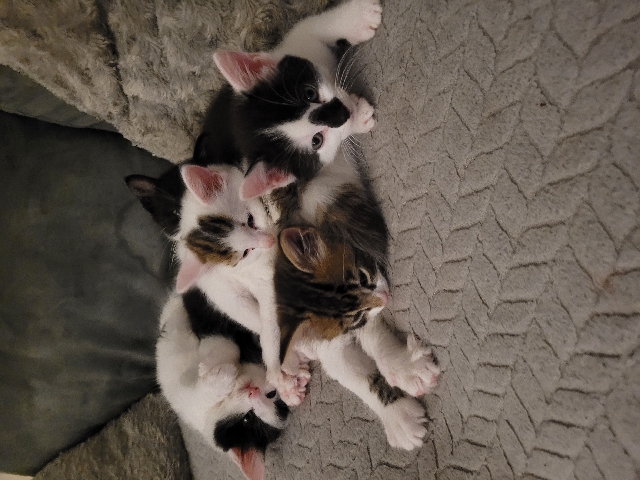 5 kittens