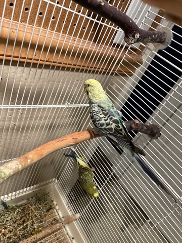 Budgerigar – 2 parakeets with cage