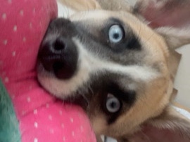 Siberian Husky – Friendly 8-Month-Old Husky mixed  for Sale in Baltimore – Gwynn Oak