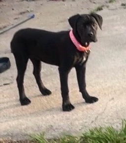Cane Corso – Female cane, Corso