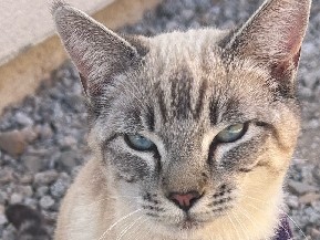 Siamese – 5 months old baby siamese cat very playful sweet – Wellton