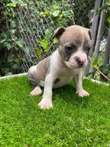 American Pocket Bullies