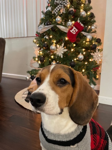 Beagle – beagle