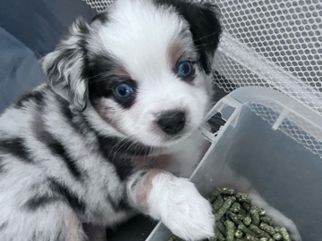 Miniature Australian Shepherd – mini/toy Aussie purebred – Antelope