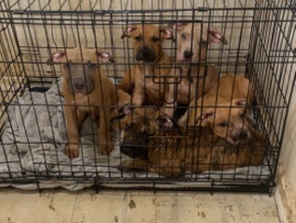 Mixed Breed - puppies for sale  available for adoption in London