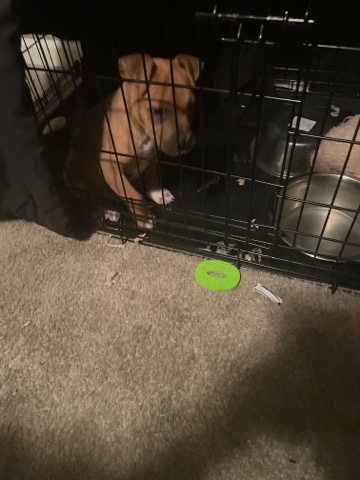 American Pit Bull Terrier – sell pit bull puppy