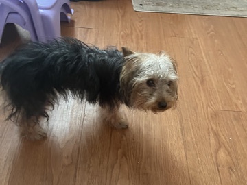 Yorkie Poo – Precious – Richmond