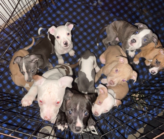American Staffordshire Terrier – amaerican staffy puppies