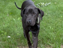 Mixed Breed – Moose – Ypsilanti