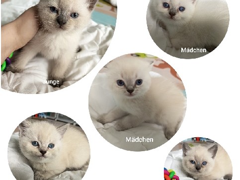 British Longhair – Zuckersüße Katzenbabys zu verkaufen – Stuttgart