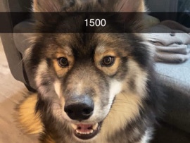 Siberian Husky – selling Siberian husky – Cayce